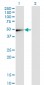 GSDMDC1 Antibody (monoclonal) (M01)